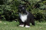 CHIEN NU CHINOIS 091